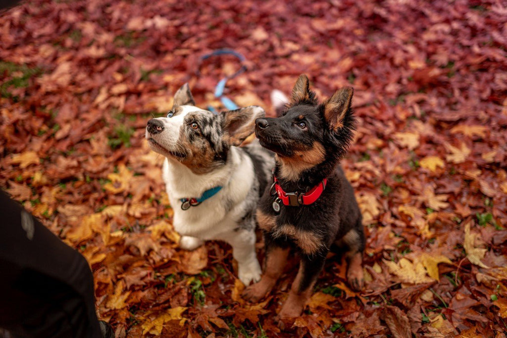 DOES EVERY DOG NEED A MUZZLE?