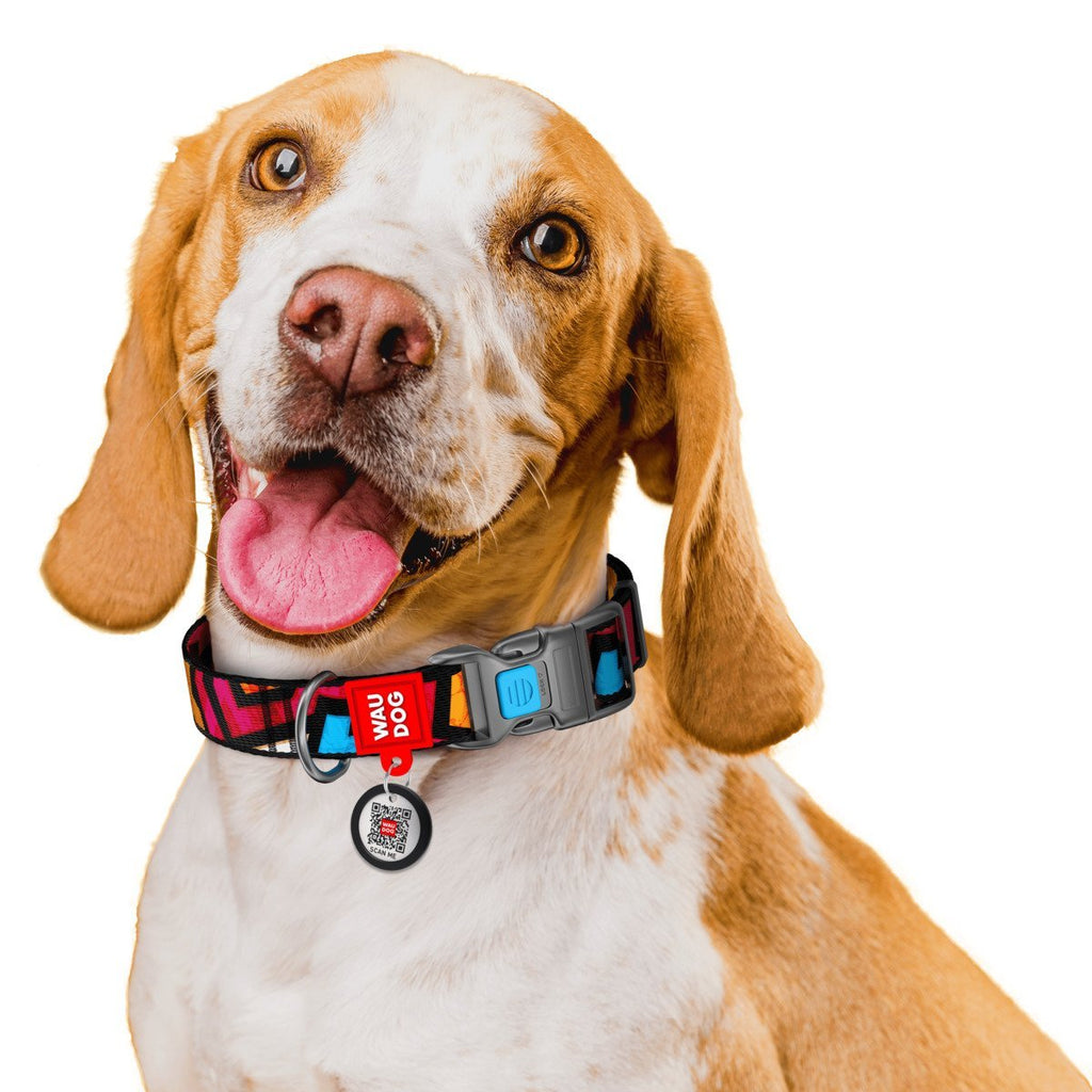 HELPING TO YOUR DOG ADJUST TO A NEW HOME