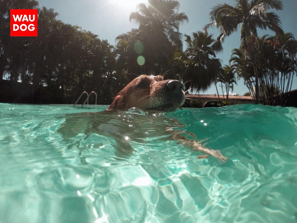 HOW TO MAKE SURE YOUR DOG DOESN'T OVERHEAT