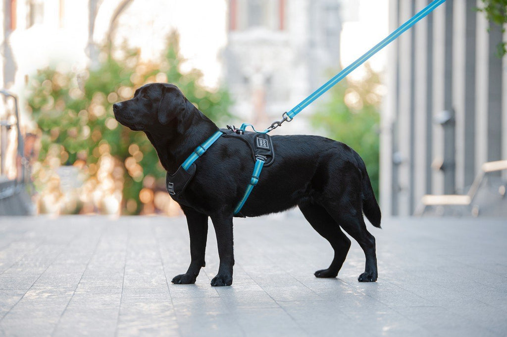 HOW TO TRAIN A DOG TO MUZZLE?