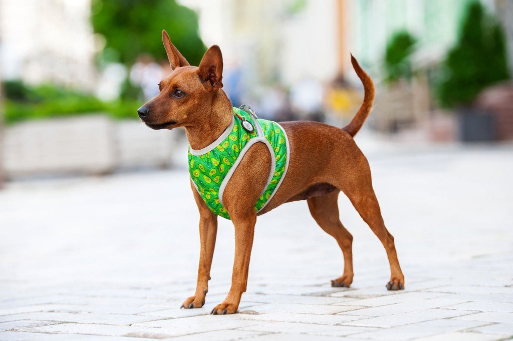 HOW TO WALK YOUR DOG IN WINTER?