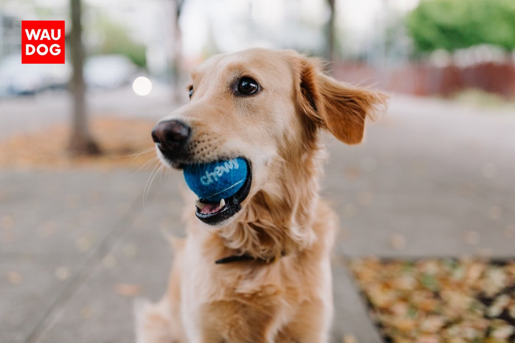 TOP 5 GAMES TO PLAY WITH YOUR DOG