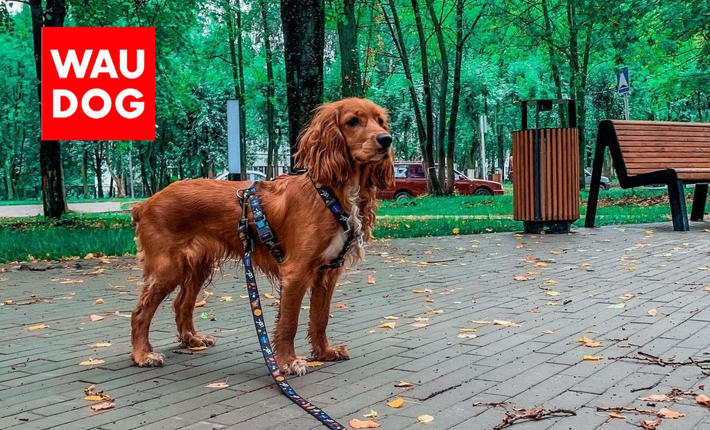 HOW TO MEASURE A DOG FOR A HARNESS