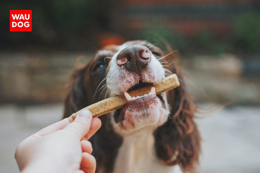 TOP 5 PEOPLE FOOD TO AVOID YOUR DOG