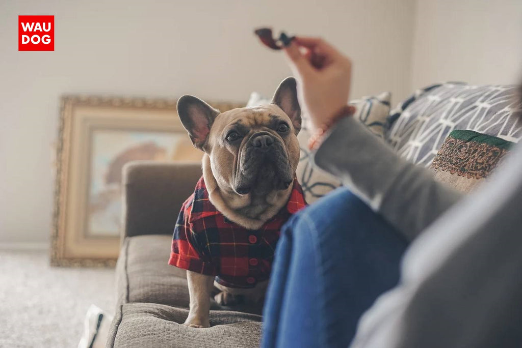 FRENCH BULLDOGS AND HOT WEATHER