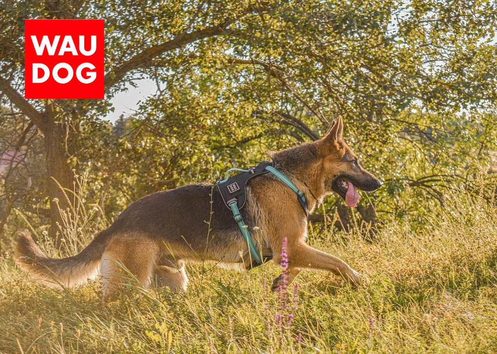 HOW TO PUT ON A DOG IN A HARNESS - STRESS-FREE WALKS FOR PET SAFETY