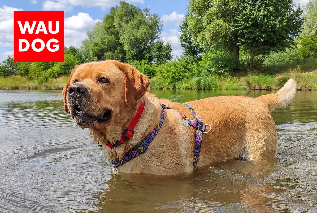 HOW TO FIT A DOG HARNESS CORRECTLY