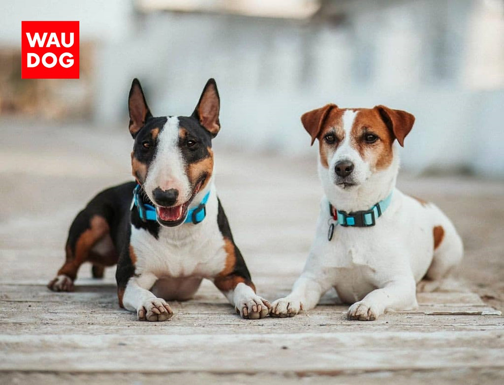 HOW TO PUT DOG TAG ON COLLAR