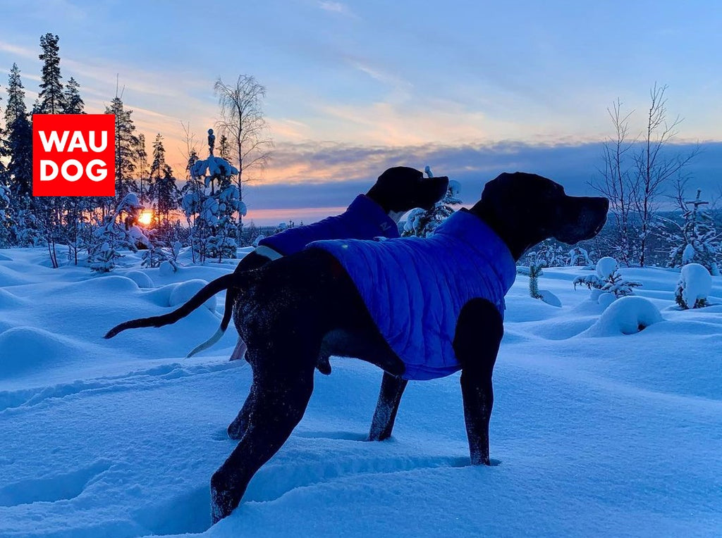 HOW TO MEASURE A DOG FOR CLOTHES