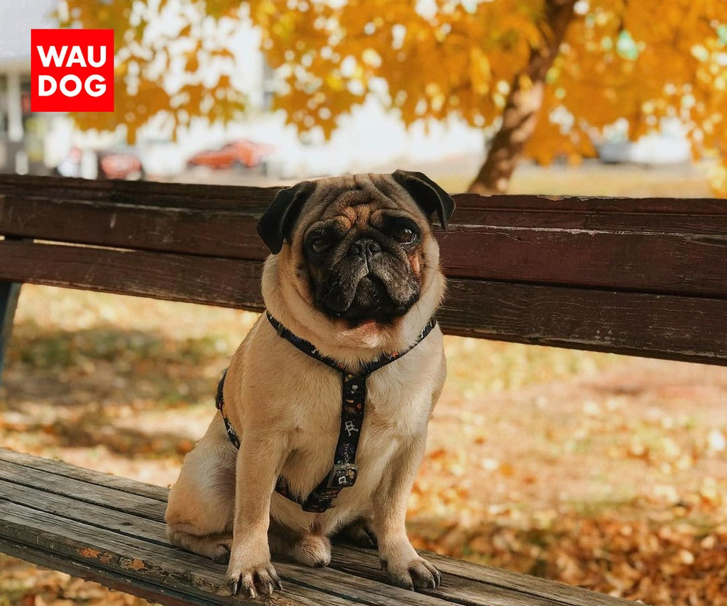 HOW TO PUT ON A DOG HARNESS FOR EASY WALK