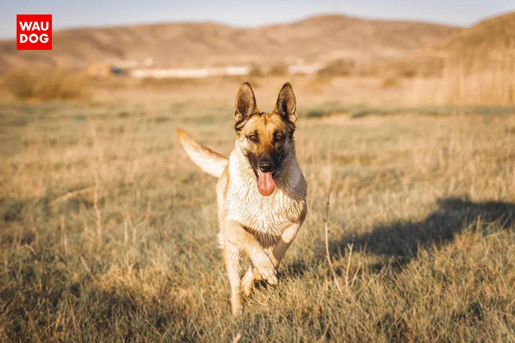 IS THE GERMAN SHEPHERD THE BEST FAMILY DOG?