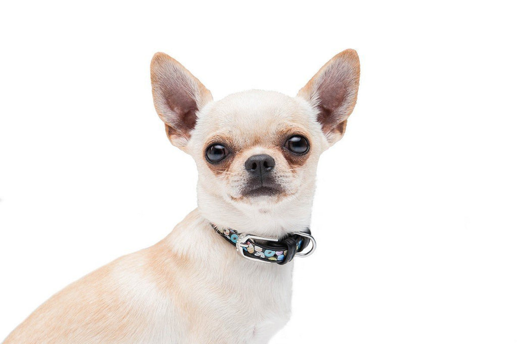 THE MOST COMMON DISEASES IN DOGS