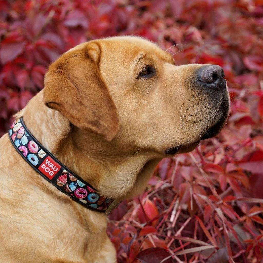 THE NECESSARY GOODS FOR THE DOG