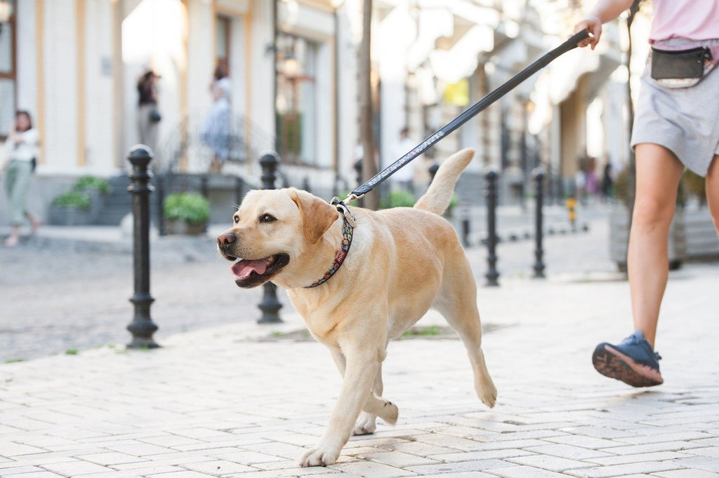 TOP 10 DOG FACTS YOU DON'T KNOW