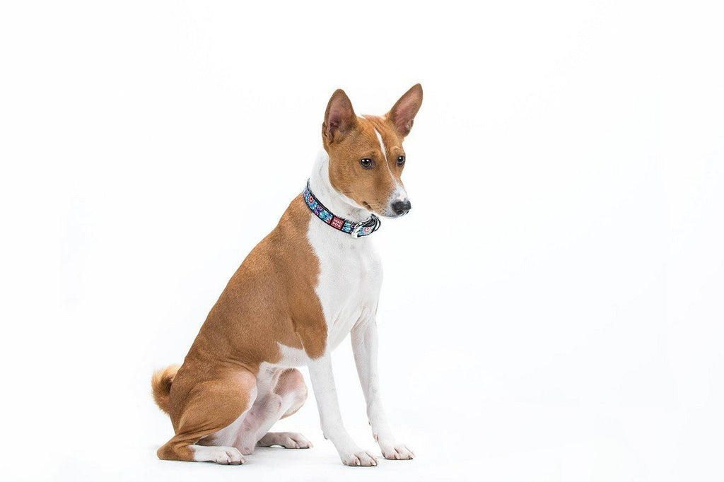 TOP IDEAS FOR A GIFT FOR A DOG