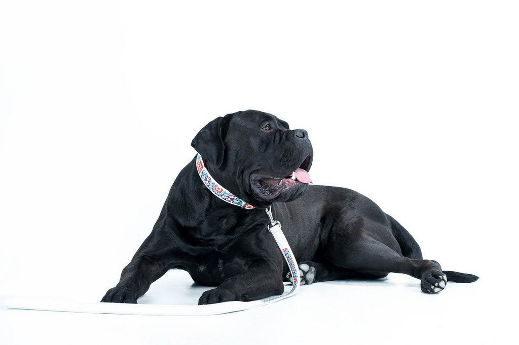 WHAT BREED OF DOG SHOULD I GET?