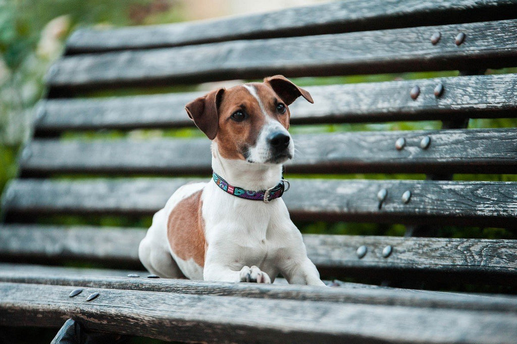 WHAT MUZZLE TO CHOOSE FOR A DOG?