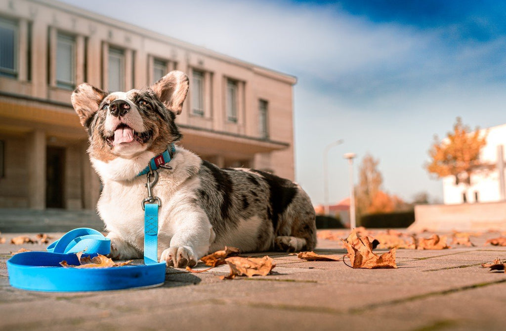 WHAT DO YOU NEED TO KNOW ABOUT TRAVELING WITH A DOG?