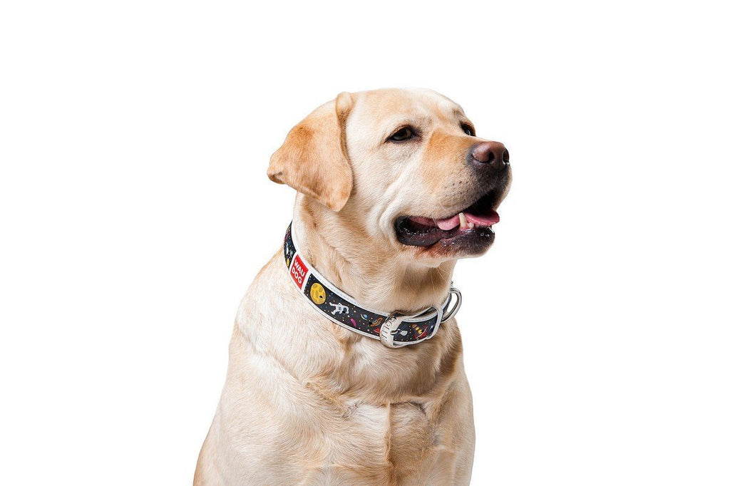 WHY DOG WALKING TAPE MEASURES ARE BETTER THAN TRADITIONAL LEASHES