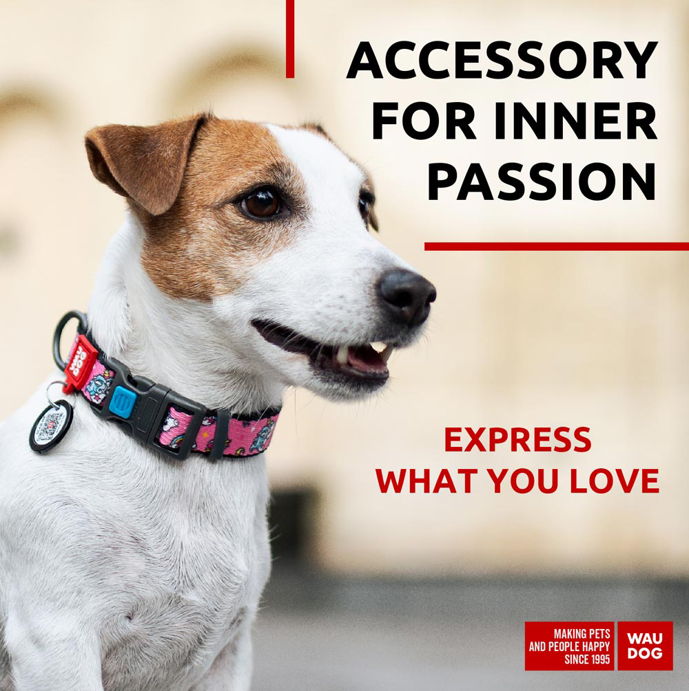 Nylon collar with design