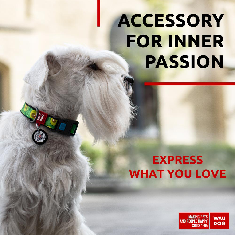 Nylon collar with design