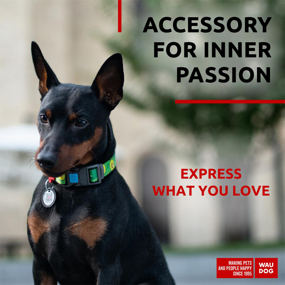 Nylon collar with design