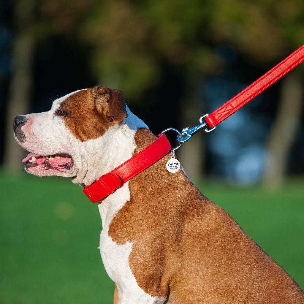 Glamour leather leash for dogs