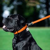 Glamour leather leash for dogs