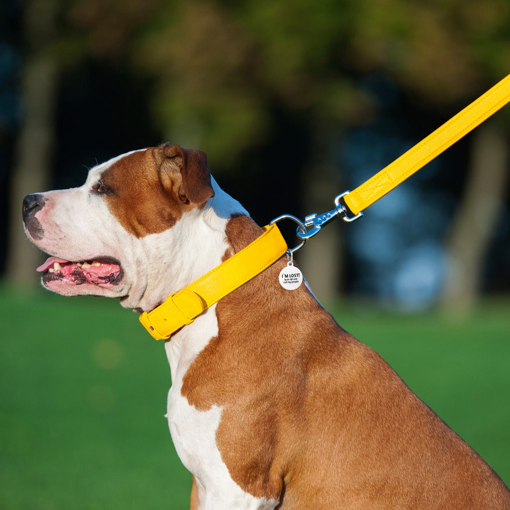 Glamour leather leash for dogs