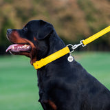 Glamour leather leash for dogs
