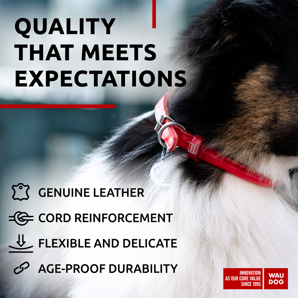 Rolled Leather Dog Collar
