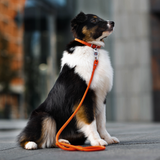 Rolled Leather Dog Collar