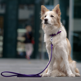 Rolled Leather Dog Collar