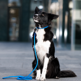 Rolled Leather Dog Collar
