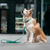 Rolled Leather Dog Collar