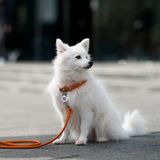 Rolled Leather Dog Collar