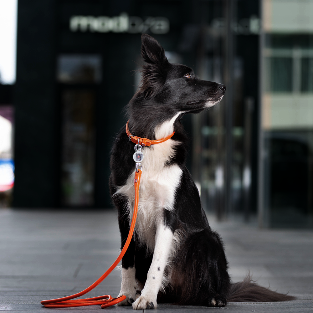 Rolled Leather Dog Collar