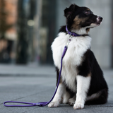 Rolled Leather Dog Collar