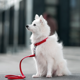 Rolled Leather Dog Collar