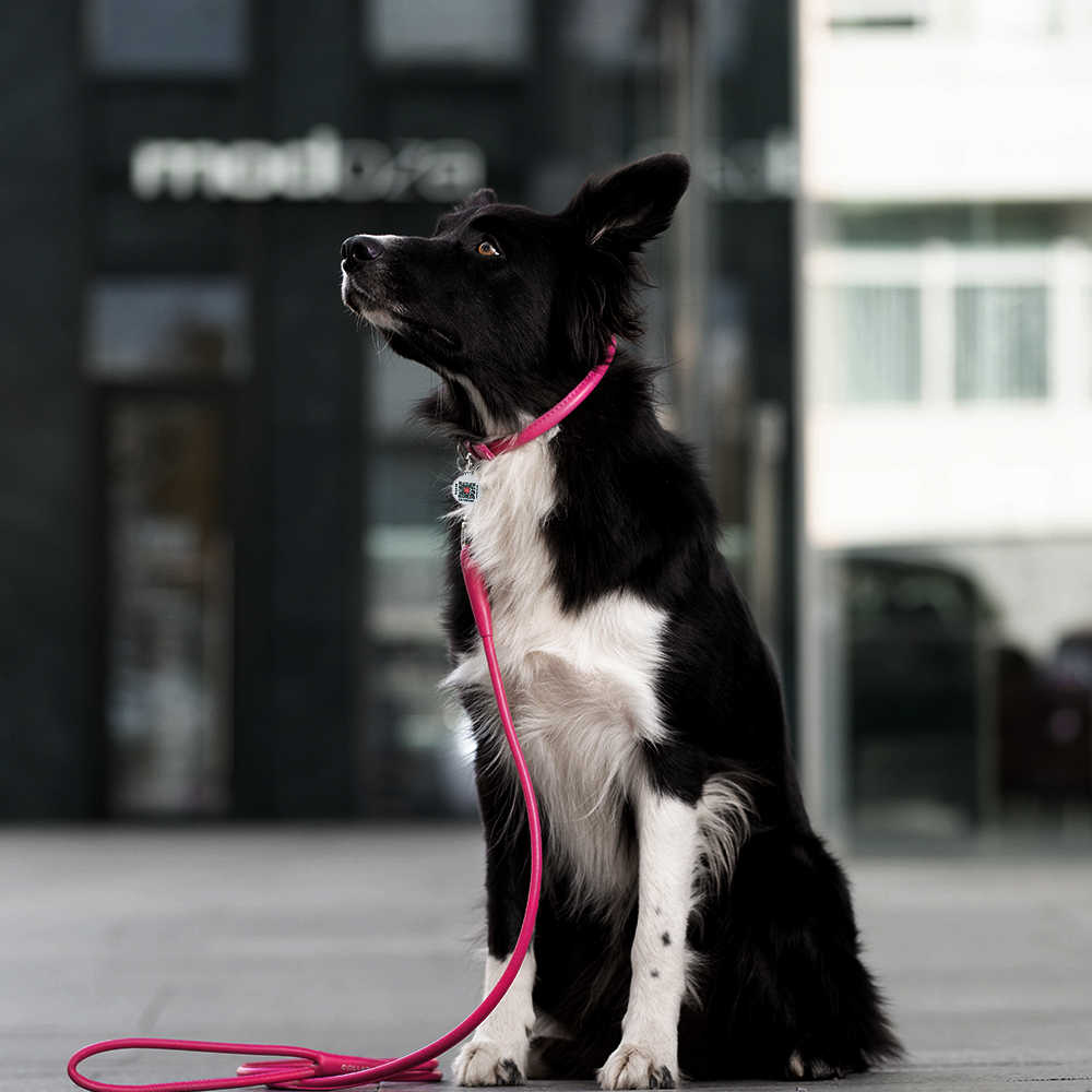 Rolled Leather Dog Collar