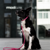Rolled Leather Dog Collar
