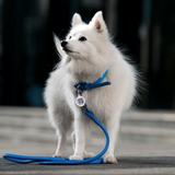 Rolled Leather Dog Collar