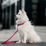 Rolled Leather Dog Collar