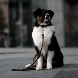 Rolled Leather Dog Collar