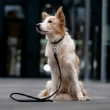 Rolled Leather Dog Collar