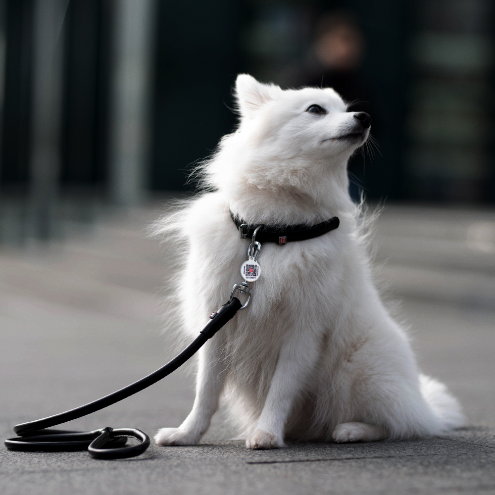 Rolled Leather Dog Collar
