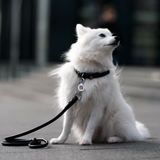 Rolled Leather Dog Collar