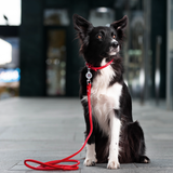 Rolled Leather Dog Collar