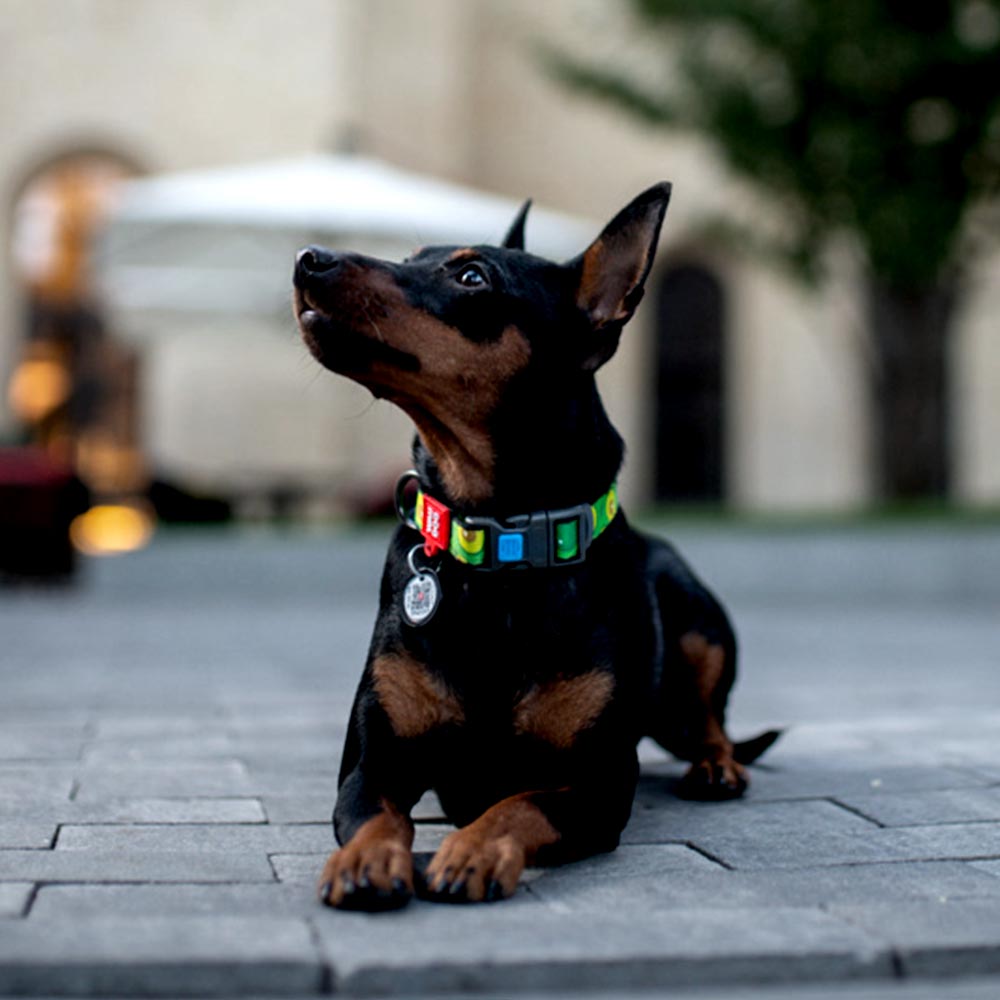 Nylon collar with design