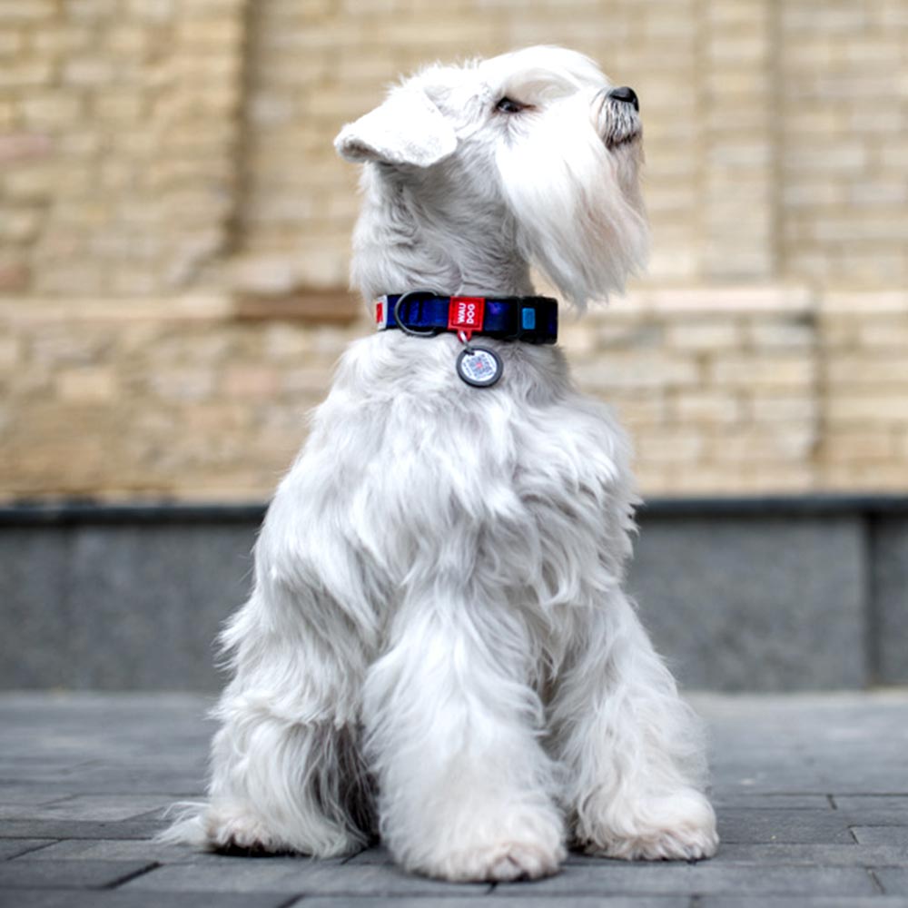 Nylon collar with design